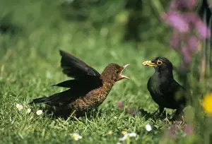 Fledgling Prints: Blackbird - feeding young fledgling
