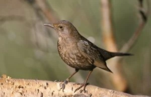 Images Dated 11th January 2006: Blackbird - female