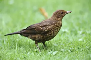 Blackbird - female