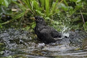 Blackbird - female bathing in garden pond
