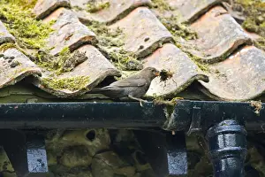 Roof Prints: Blackbird - Female collecting nest material from roof drain- Norfolk UK