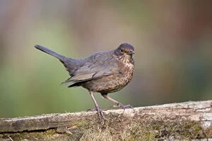 Images Dated 27th January 2011: Blackbird - female - Cornwall - UK