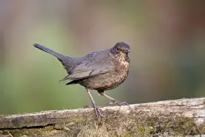 Blackbird - female - Cornwall - UK