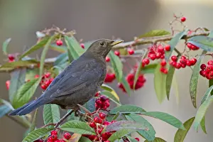Cotoneasters Prints: Blackbird - female on cotoneaster berries - Bedfordshire UK 8812