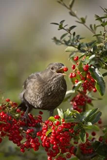 Blackbird Gallery: Blackbird female eating Pyracantha berries
