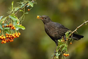 Blackbird Gallery: Blackbird - Female Eating Pyracantha Berry - Cornwall - UK