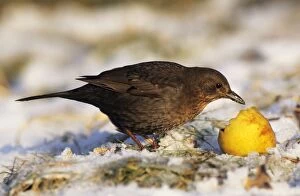BLACKBIRD - Female feeding on apple in winter