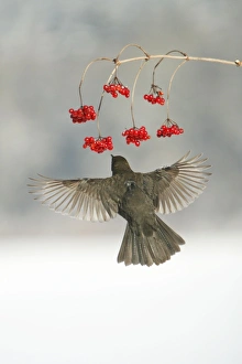 Blackbird - female feeding on Guelder Rose berries in winter Blackbird - female feeding on Guelder Rose berries in winter