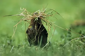 Vegetation Prints: Blackbird - female gathering nest material