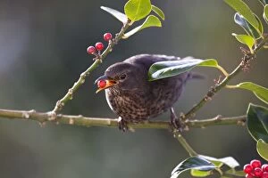 Blackbird - female - on holly - eating berries