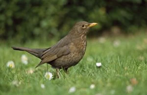 Images Dated 7th August 2008: Blackbird - female on lawn foraging for food