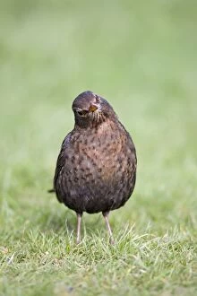 Blackbird - female for listening for worms