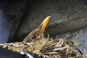 Images Dated 20th November 2008: Blackbird - Female on nest made in croft guttering