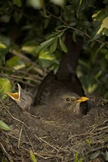 Blackbird - Female on nest with nestlings