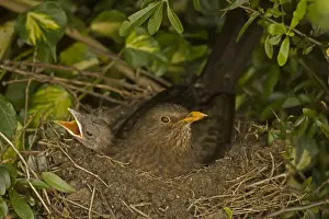 In Nest Prints: Blackbird - Female on nest with nestlings, UK