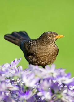 Garden Bird Collection: Blackbird - female - Norfolk UK
