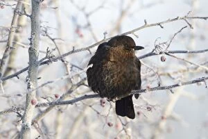 Blackbird - female perched in frost covered branches