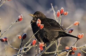 BLACKBIRD - female on rosehip bush in winter