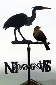Images Dated 27th May 2005: Blackbird - Female sitting on 'Heron' weather-vane Northumberland, England