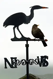 Silhouettes Prints: Blackbird - Female sitting on Heron weather-vane Northumberland, England