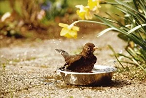 Blackbird - Female taking a bath in a dogs water basin
