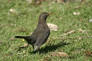 Images Dated 13th September 2003: Blackbird Female Western Springs, Auckland, New Zealand