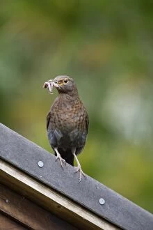 Blackbird - female with worms in beak