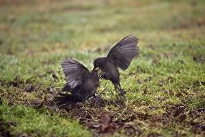 Images Dated 1st February 2007: Blackbird - Two females fighting -Norfolk UK