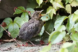 Beak Open Prints: Blackbird - fledgling in garden, Lower Saxony, Germany