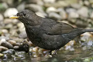 Blackbird. France