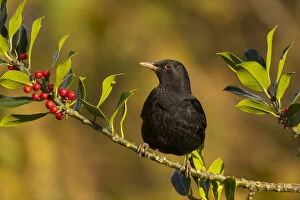 Blackbird - on Holly - Cornwall - UK