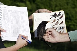 Images Dated 24th May 2005: Blackbird - identifying and making notes on captured bird