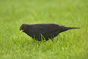 Blackbird - On Lawn