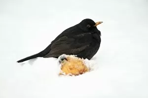 Blackbird - male beside apple in snow covered garden