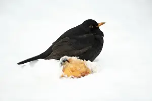 Blackbird - male beside apple in snow covered garden - Hessen - Germany