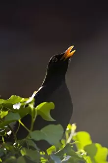 Blackbird - Male, back-lit singing from fencepost