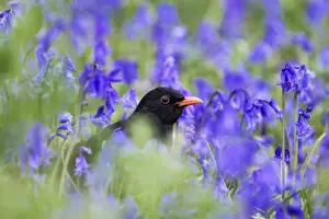 Ornithology Prints: Blackbird - male - amongst bluebells - Isles of Scilly - UK