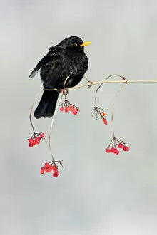 Blackbird Gallery: Blackbird - male on branch of Guelder Rose bush in winter