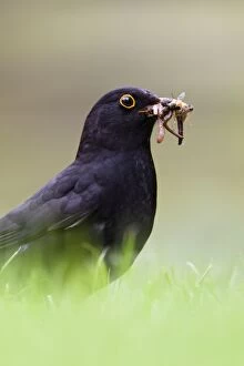 Blackbird - Male collecting earthworms on garden lawn in rain