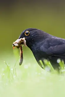 Favourite Prints: Blackbird Male collecting earthworms on garden lawn in rain. Cleveland, England. UK