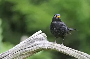Blackbird - male on dead branch