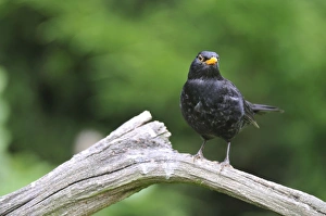 Images Dated 25th May 2008: Blackbird - male on dead branch