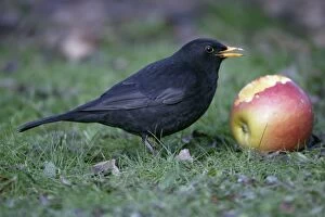 Blackbird - Male eating apple in garden, late winter