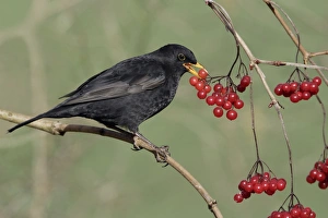 Images Dated 1st February 2005: Blackbird - Male eating berrries of Geulder Rose in garden, late winter. Lower Saxony, Germany