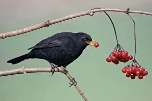 Blackbird - Male eating berrries of Geulder Rose in garden, late winter