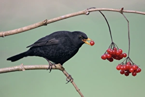 Images Dated 1st February 2005: Blackbird - Male eating berrries of Geulder Rose in garden, late winter. Lower Saxony, Germany