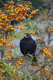 Bush Prints: Blackbird - male eating Pyracantha Berries - Autumn, UK