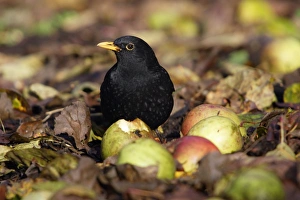 Images Dated 19th November 2005: Blackbird - Male feeding on apples in orchard Lower Saxony, Germany