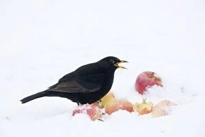 Blackbird - male feeding on apples in snow