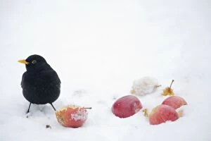 Images Dated 9th January 2010: Blackbird - male feeding on apples in snow Turdus merula Essex, UK BI019385